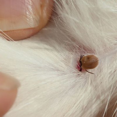 close up of fingers holding apart white dog fur so a brown insect can be seen
